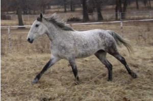 American Curly Bashkir (Curly Horse) - Silne i piękne konie