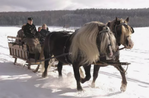 Black Forest Horse - Silne i piękne konie
