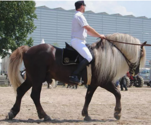 Black Forest Horse - Silne i piękne konie