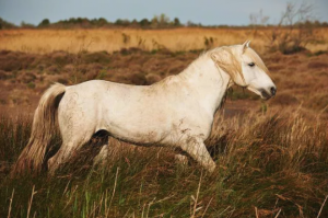 Koń Camargue - Silne i piękne konie