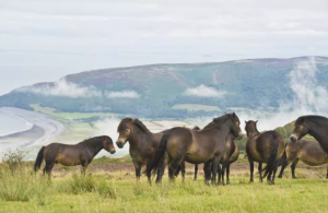 Exmoorsky pony - Silne i piękne konie