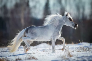 Falabella - Silne i piękne konie