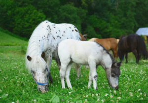 Falabella - Silne i piękne konie