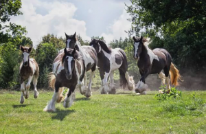 Irish cob (caballo gitano) 2 caballos fuertes y hermosos 10 razas de caballos fuertes y hermosos  