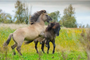 Konik - Silne i piękne konie