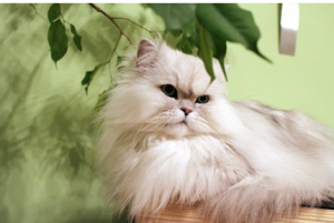 Persisk katt för lägenhet