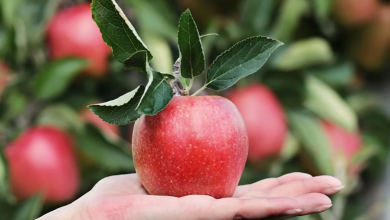 5 veľkých dôvodov pre pestovanie ovocia