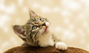 2. Choroba dolnych dróg moczowych kotów (FLUTD) - Problemy zdrowotne kotów