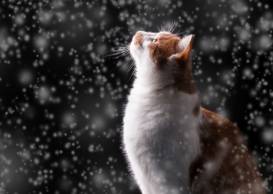 sneh a mačka