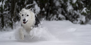 radosť psa zo snehu