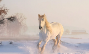 Zazimování koně Kompletní péče o koně v zimních měsících