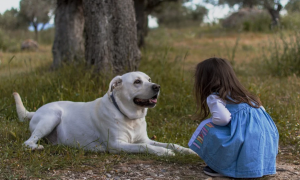Psy są dobre dla twojego serca - Pies dla dziecka