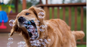 burbujas para perro trucos perro