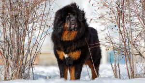 Mastif tybetański - Najsilniejsze rasy psów