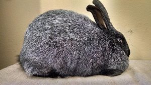 Królik Srebrny Lis - Największe rasy królików