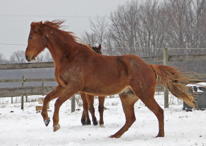 Úprava krmení koně v zimě Kompletní péče o koně v zimních měsících