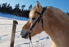 Kompletná starostivosť o kone počas zimných mesiacov
