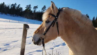 Kompletná starostivosť o kone počas zimných mesiacov