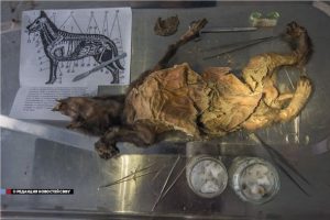 18 000 let starý zmrzlý pes Bylo toto 18 000 let staré sibiřské štěně pes, nebo vlk?