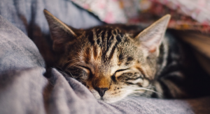 spiaca macicka Zdravotné problémy mačky