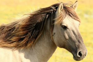 3 ŻYCIE - dlaczego konie