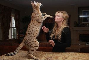 2. Savannah-katt De största katterna i världen . Se de 10 största kattraserna i världen. Dessa katter är de verkligt största katterna. Den största katten