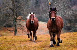 Konie mają poczucie wolności i mocy - kochamy konie