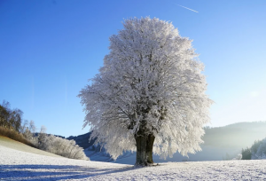 strom v zime Prečo zasadiť strom