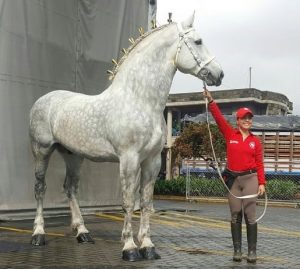 Percheron - Największy koń świata