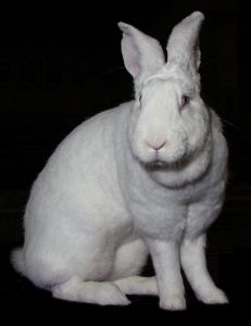 3.Blanc de Bouscat Největší plemena králíků Top 10 největších králíků
