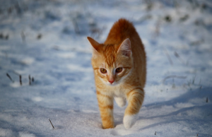 omrznute labky Nebezpečenstvo pre mačku v zime 
