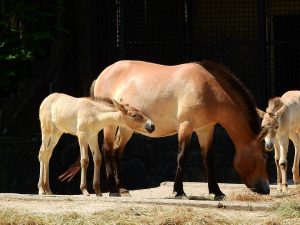 6. První klonovaný kůň Převalského se narodil v srpnu 2020.