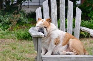 Pozycja podczas snu - Dlaczego pies chrapie