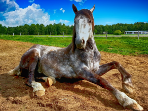 kone  TOP 10 DÔVODOV, prečo sú kone skvelým domácim miláčikom