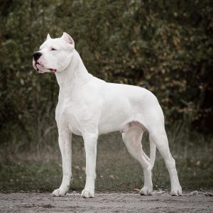 4. Argentinská doga nejsilnější plemena psů na světě nejsilnější plemena psů nejsilnější plemena psů nejsilnější psi