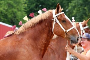 4.Belgický kôň najväčších plemien koní na svete najväčší