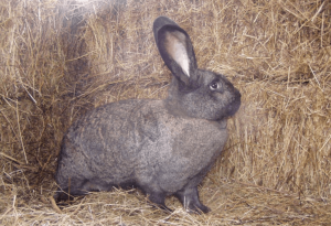4.Hungarian Giant Rabbit Najväčšie plemená zajacov Top 10 najväčších zajacov