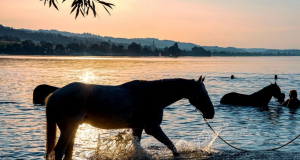 kupanie s konom Pohodlie koní - Čo treba vedieť o koňoch