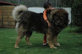 5. Kavkazský ovčák nejsilnější plemena psů na světě nejsilnější plemena psů nejsilnější psi