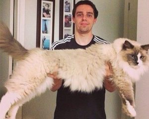 Największe koty domowe Ragdoll