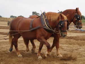 5. Suffolský kôň najväčších plemien koní na svete najväčší