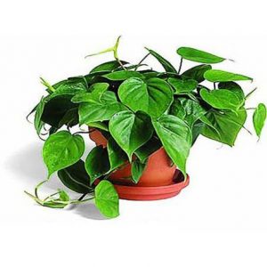 5.Philodendron