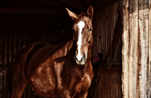 stajna pre kone Pohodlie koní - Čo treba vedieť o koňoch