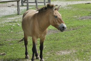 1. Kôň Przewalský je poddruhom Equus ferus