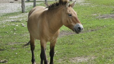1. Kôň Przewalský je poddruhom Equus ferus