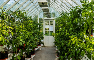 ochrana rostlin ve skleníku