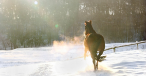 Pielęgnacja kopyt w miesiącach zimowych - Opieka nad końmi