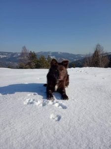 pes na snehu