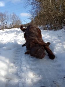la alegría del cuidado del perro de nieve