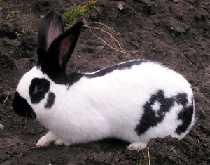 Niemiecki jerzyk olbrzymi - Największe rasy królików